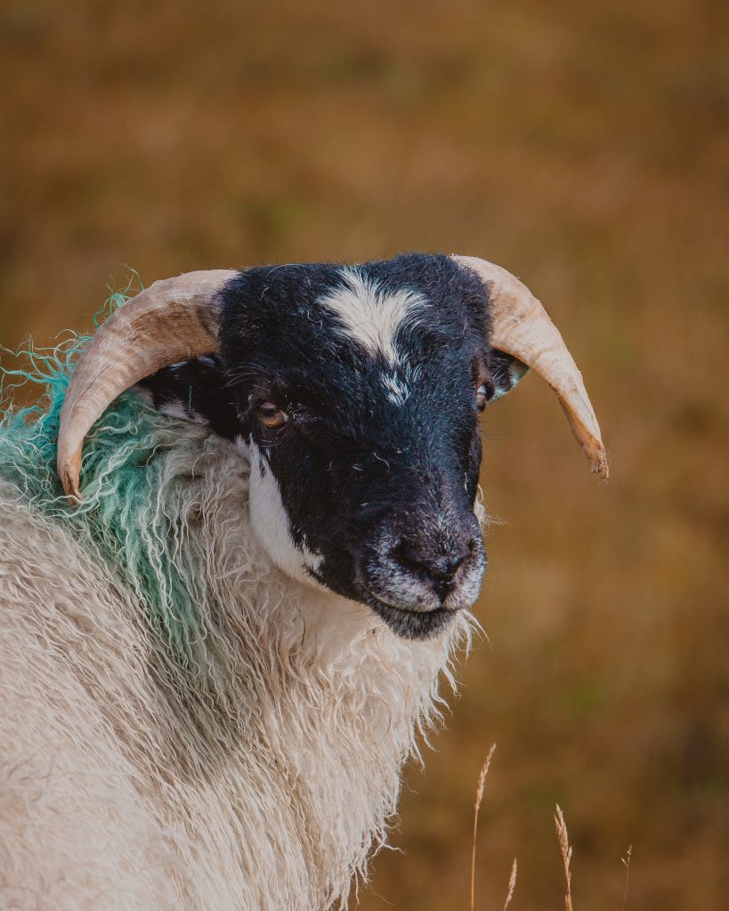 selective closeup shot of a white and black goat in the pasture with a blurred background