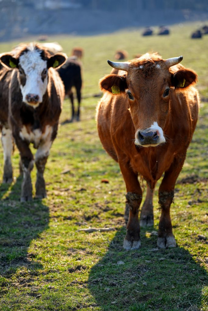 Cows grazing peacefully in a sunny field in Lutry, Switzerland.