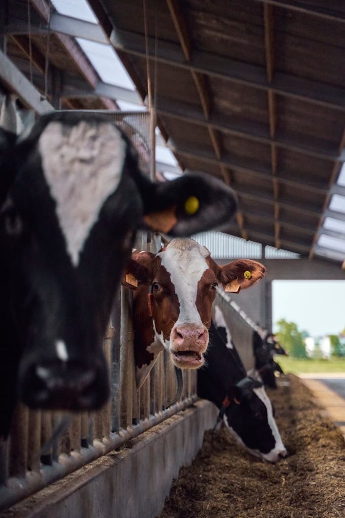 A herd of cows feeding in a barn, showcasing agricultural livestock management.