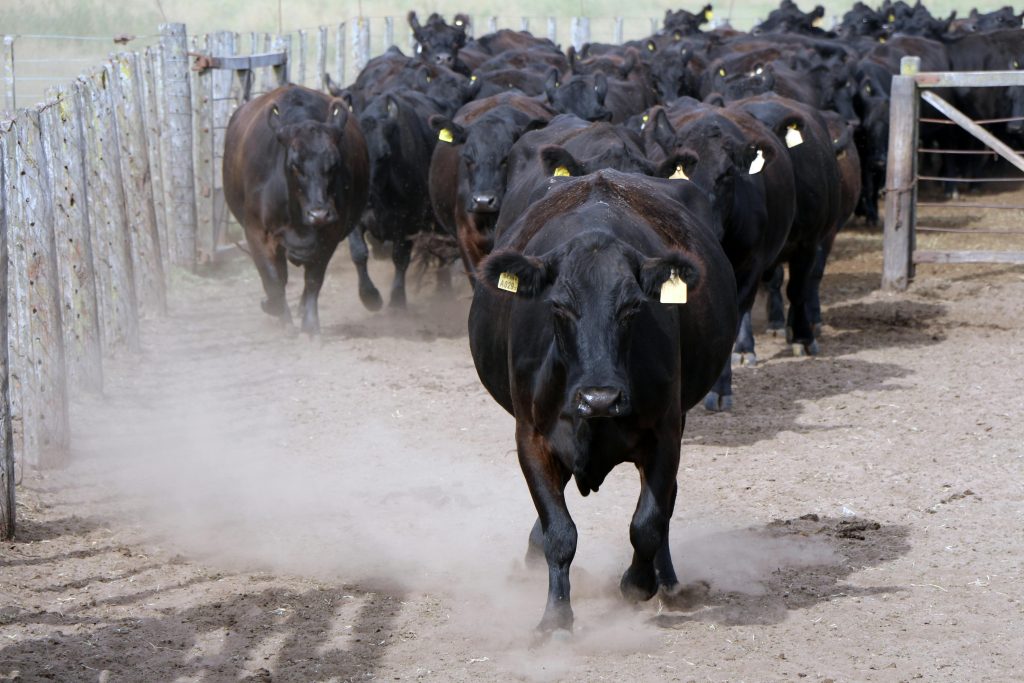 A large group of black Angus cattle walking on a dusty farm path in Argentina.