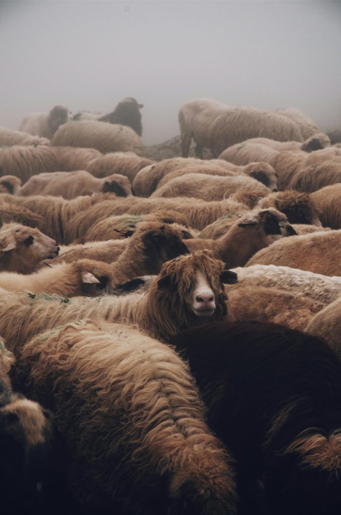 A dense herd of sheep in a foggy pasture, showcasing natural farming and countryside life.