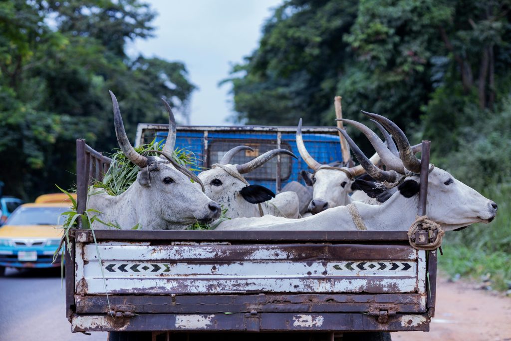 Cattle with horns being transported in a rural Nigerian truck along a countryside road.