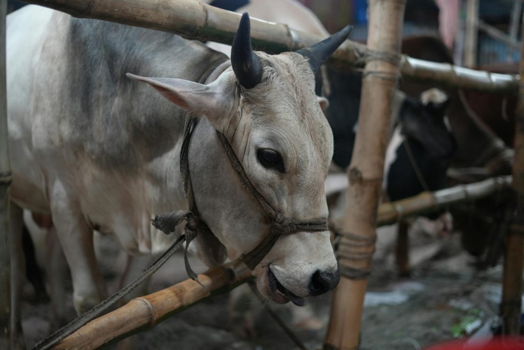 A cow with horns tied in a bamboo enclosure at a traditional animal market in Dhaka, Bangladesh.