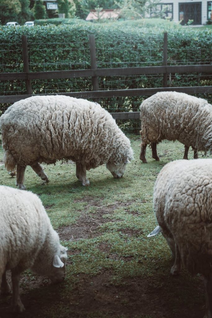 pexels photo 35601550.jpeg