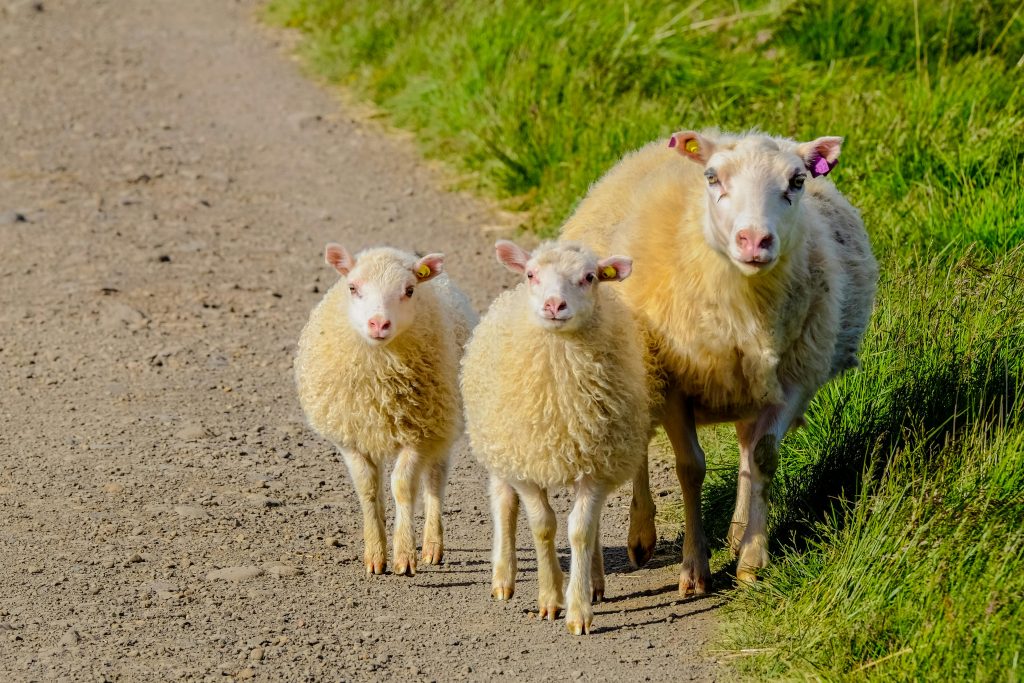 Sheep and lambs on a sunny rural dirt path, showcasing countryside charm.