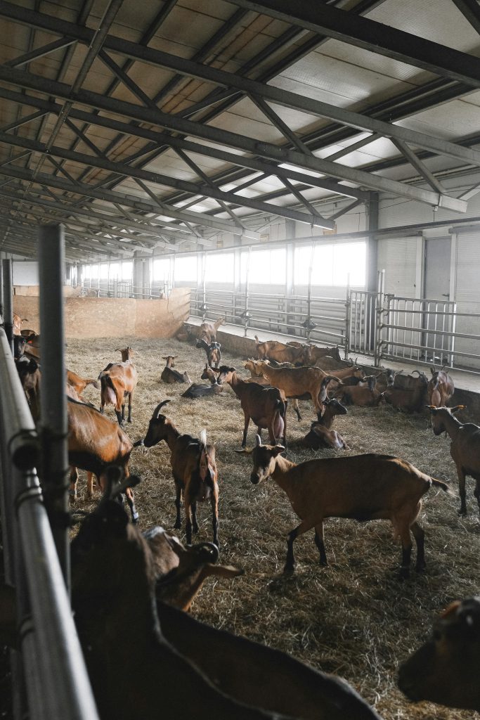 Group of goats relaxing inside a barn with hay bedding and metal structures.