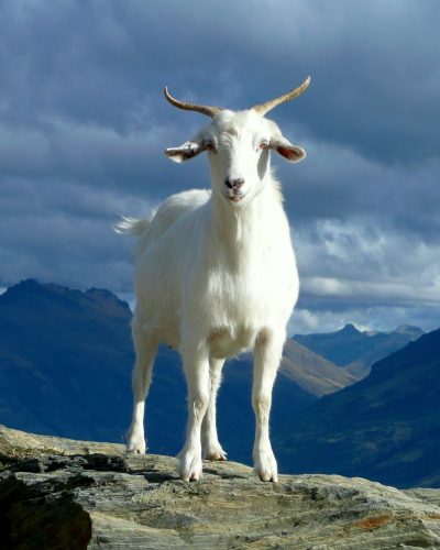 goat 2