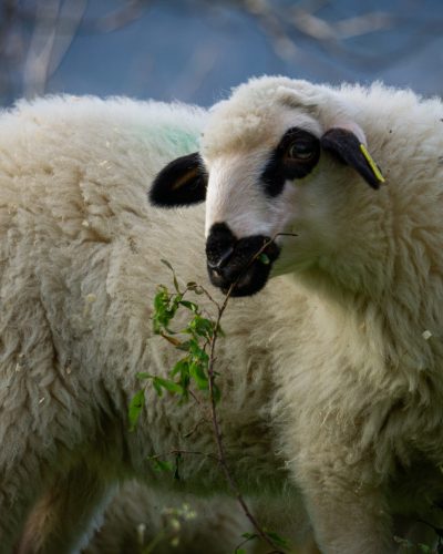closeup shot of a white sheep in a farmland eating grass perfect for background