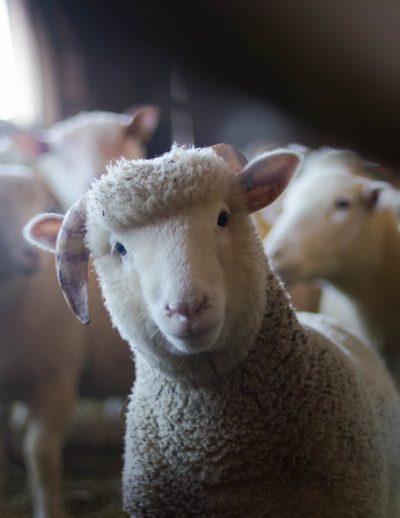 Close-up of a curious sheep in a rustic barn, showcasing livestock charm.