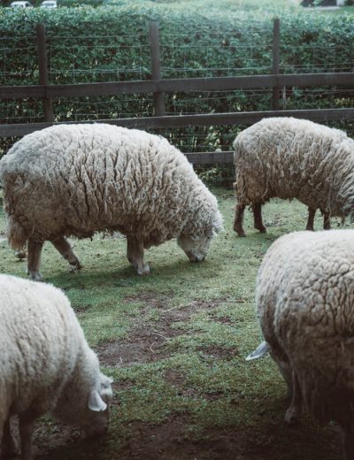 pexels photo 35601550.jpeg